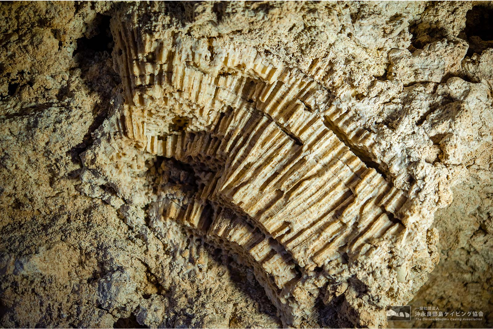 珊瑚で出来た島を証明する化石