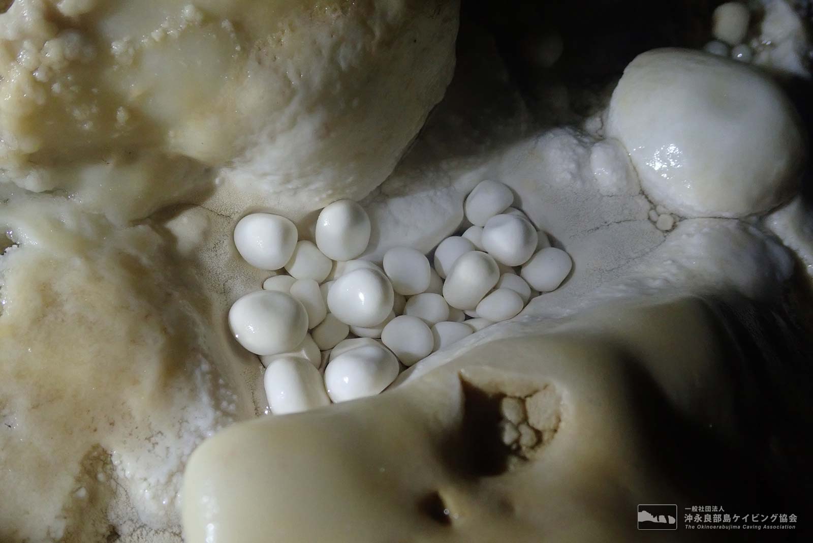 洞窟真珠と呼ばれる珍しく美しい鍾乳石